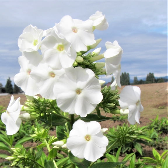 Phlox David 1 Plant Bareroot - Summer White Fragrant Blooms in Sun