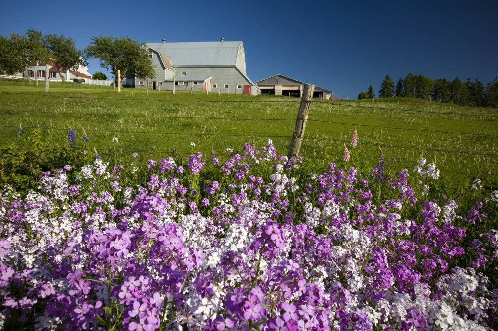 Phlox Flowers Growing Along Roadside Clinton Prince Edward Island Canvas Art - John Sylvester Design Pics (17 x 11)