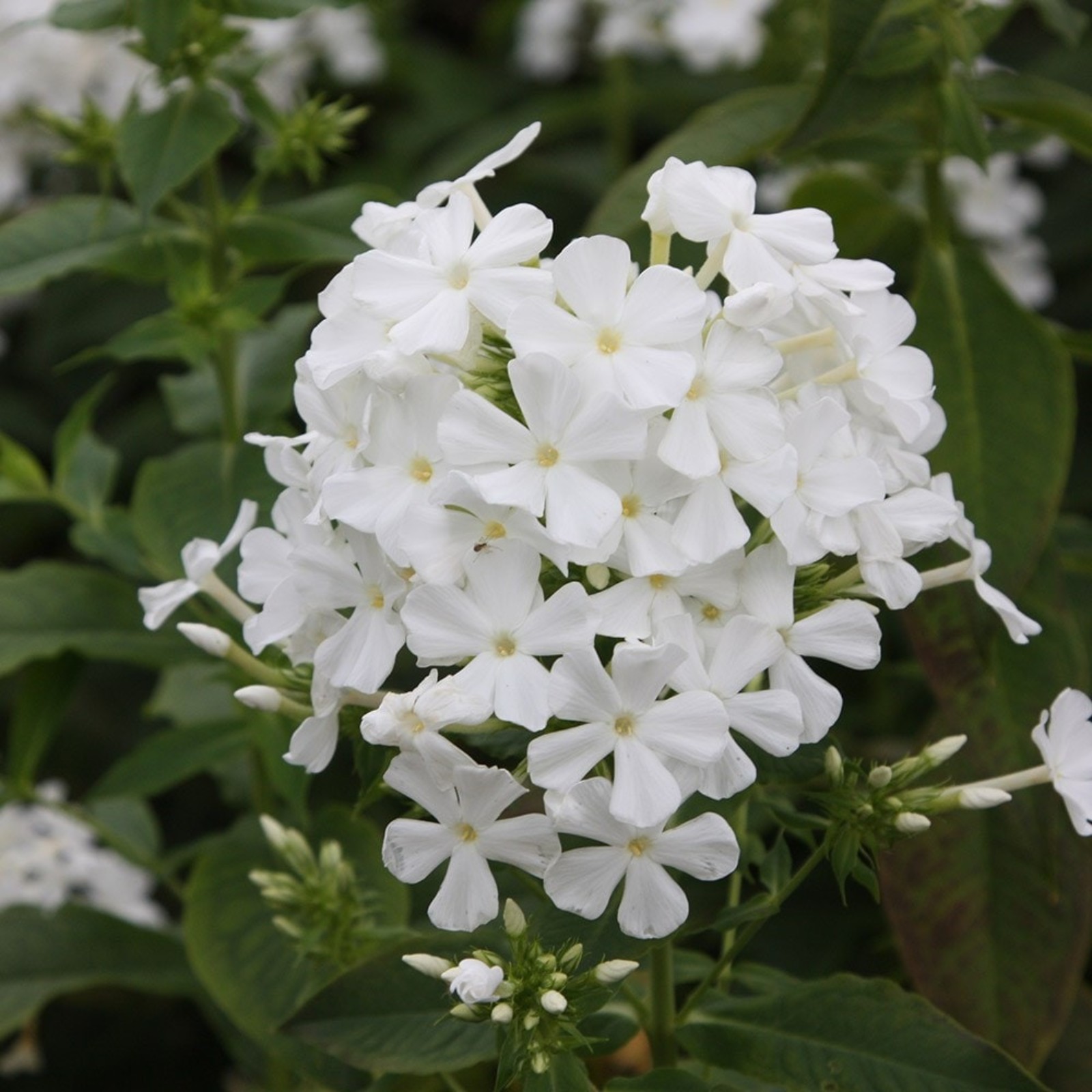 Phlox Plants for Sale Phlox Bulbs Phlox Roots Phlox Mix Roots Garden