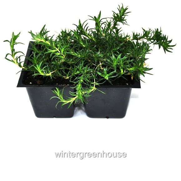 Phlox Subulata, Candy Stripe, Creeping Phlox, Moss Pinks - Pot Size: 4x 2.63x1.72x2.75" - Flowering Plants, Ground Cover Plants