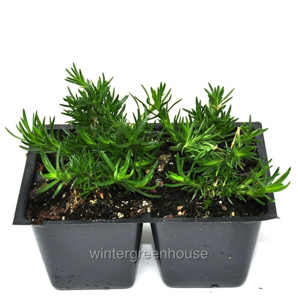 Phlox Subulata, Emerald Pink, Creeping Phlox, Moss Phlox - Pot Size: 4x 2.63x1.72x2.75" - Flowering Plants, Ground Cover Plants