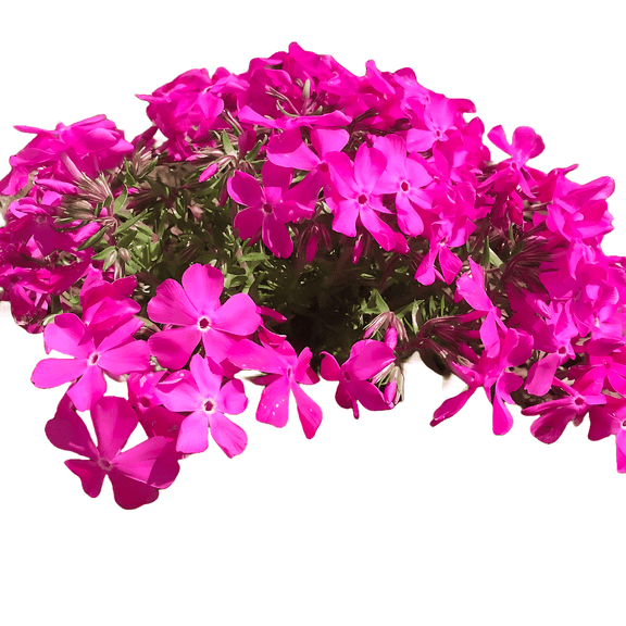 Phlox subulata Drummonds Pink Low-Growing Perennial Groundcover with Vivid Pink Spring Blooms
