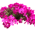 thumbnail image 1 of Low-Growing Pink Phlox Subulata ‘Drummond’s Pink’ Live Plants, Perennial Groundcover, 1 of 6