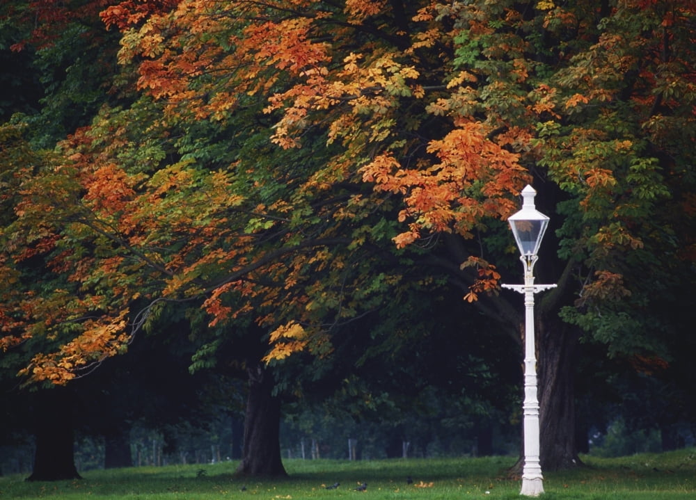 Phoenix Park Dublin Co Dublin Ireland Lamppost In A Park Canvas Art - The Irish Image Collection Design Pics (18 x 12)