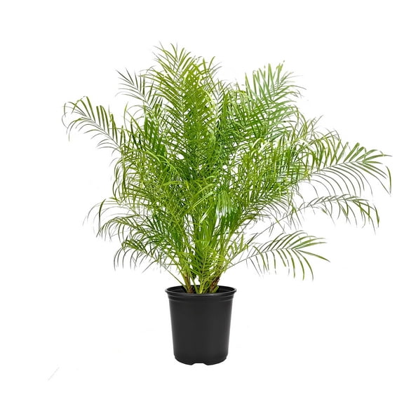 Phoenix Roebelenii - Miniature Pygmy Date Palm - Large Live Tree - Beautiful Patio Plant