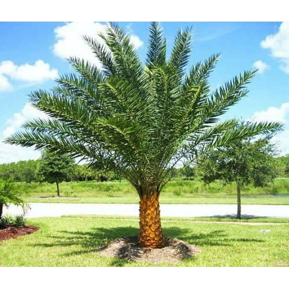 Phoenix sylvestris, Silver Date Palm Exotic Rare Palms semi Plant Seed 50 Seeds