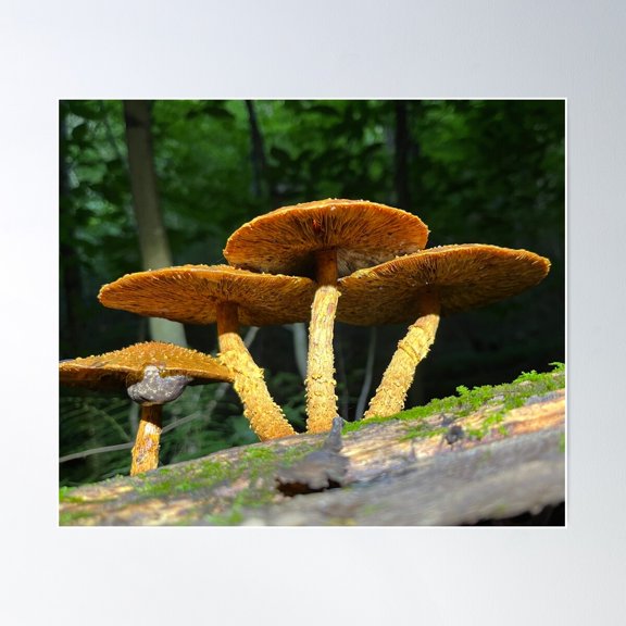 Pholiota Poster Wall Art, Modern Wall Decor For Living Room Bedroom, 24x36 UNFRAMED