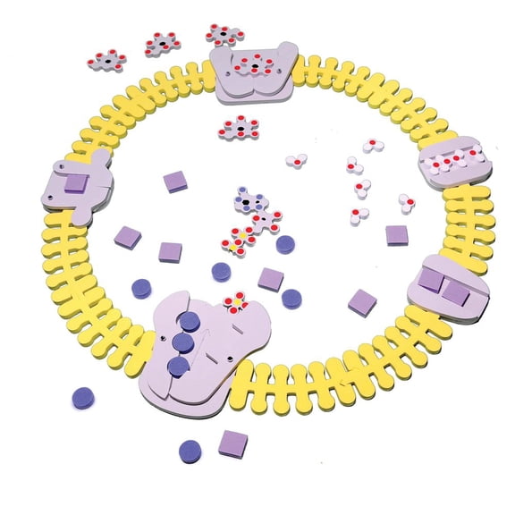 Phospholipid & Membrane Transport Kit