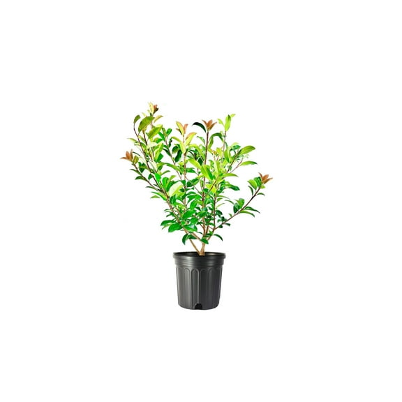 Photinia Red Tip  1 Extra Large 3 Gallon Plant  Photinia x Fraseri  Evergreen Landscape Hedge Shrub