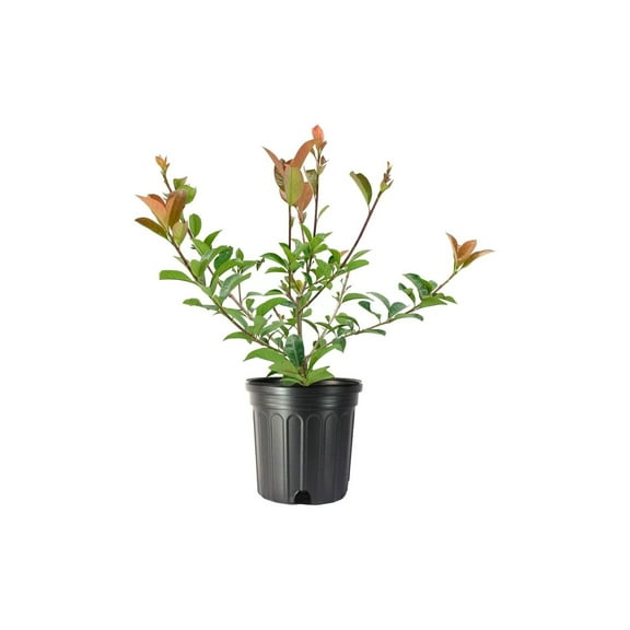 Photinia Red Tip | 1 Large Gallon Size Plant | Photinia x Fraseri | Evergreen Landscape Hedge Shrub
