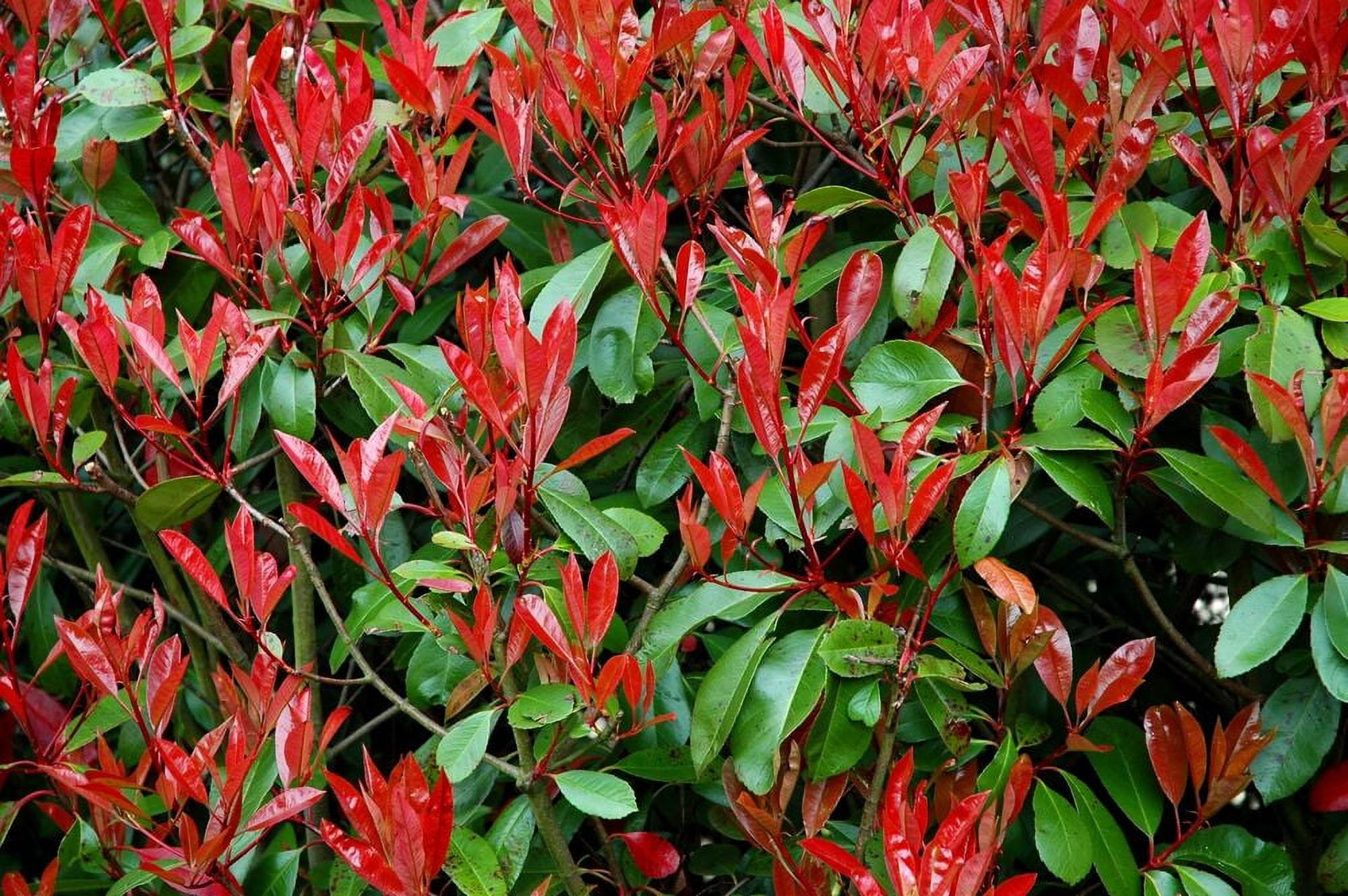 Photinia Red Tip Live Plants Photinia x Fraseri, Evergreen