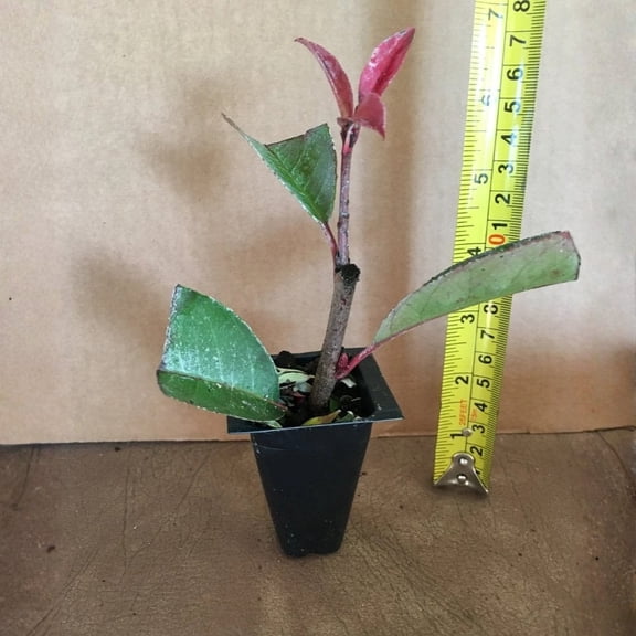 Photinia Red Tip Live Starter Plant (1 Plant) – Less Than 12 Inches Tall