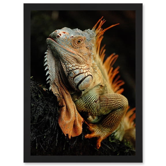 Photo Animal Iguana Lizard Reptile Scales Spines Artwork Framed Wall Art Print A4