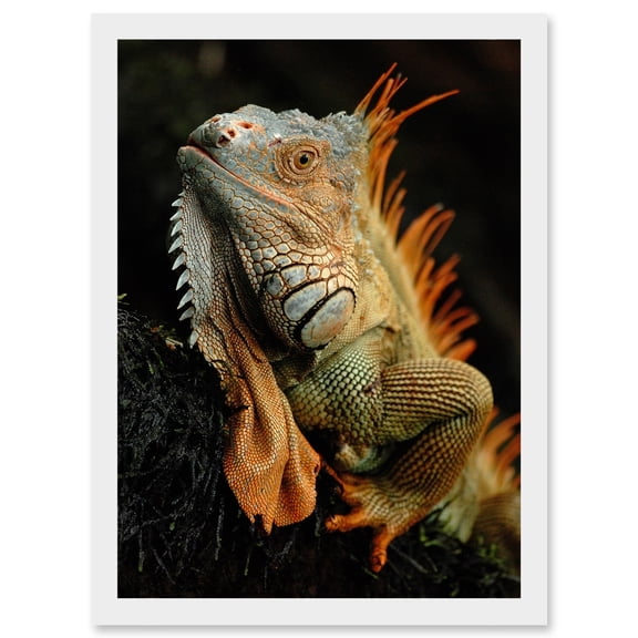 Photo Animal Iguana Lizard Reptile Scales Spines Artwork Framed Wall Art Print A4