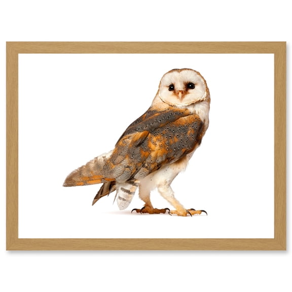 Photo Barn Owl Alba Bird Of Prey Artwork Framed Wall Art Print A4