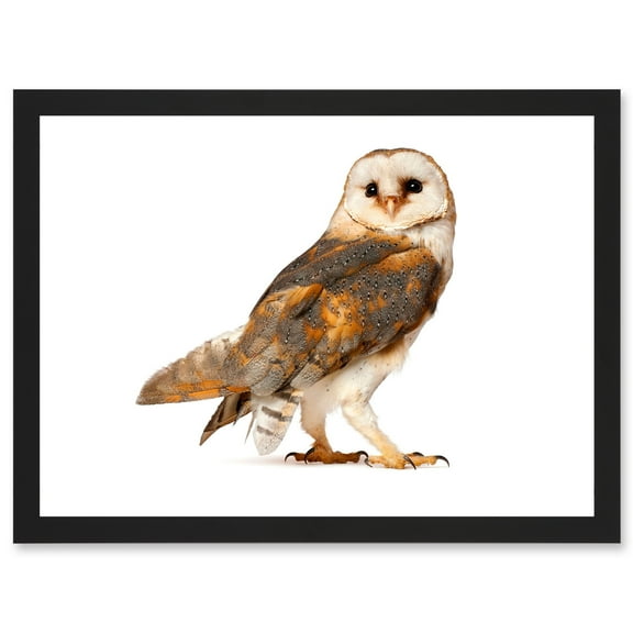 Photo Barn Owl Alba Bird Of Prey Artwork Framed Wall Art Print A4