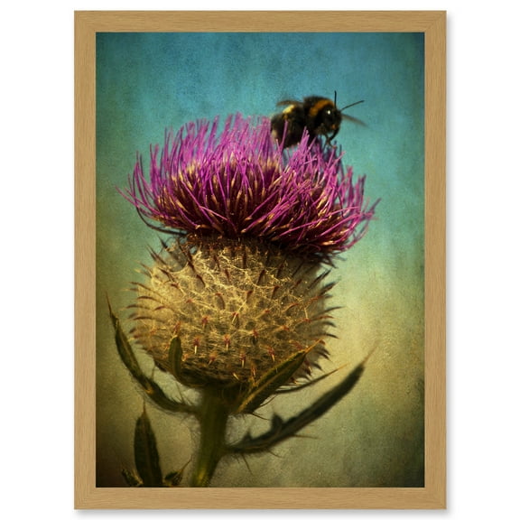 Photo Bumble Bee Thistle Flower Scotland Picture A4 Artwork Framed Wall Art Print