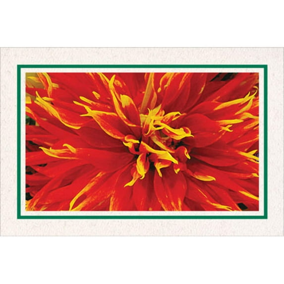 Photo Insert Card, Cardstock with Bold Border, Set of 10 for 4x6 Photos