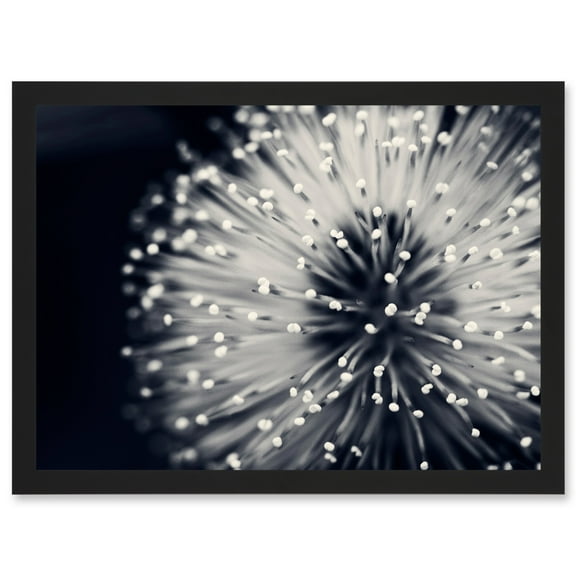 Photo Nature Plant Flower Black White Beautiful Home A4 Artwork Framed Wall Art Print
