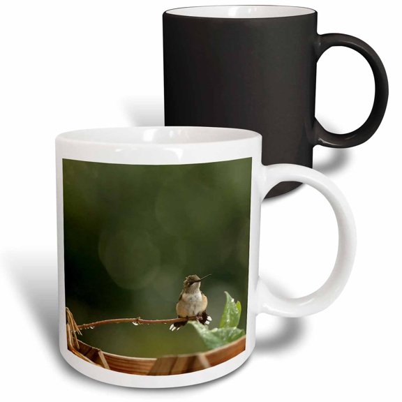 3drose, Photo of an Adorabe Female Ruby Throated Hummingbird with a Mohawk., 11oz Magic Transforming Mug