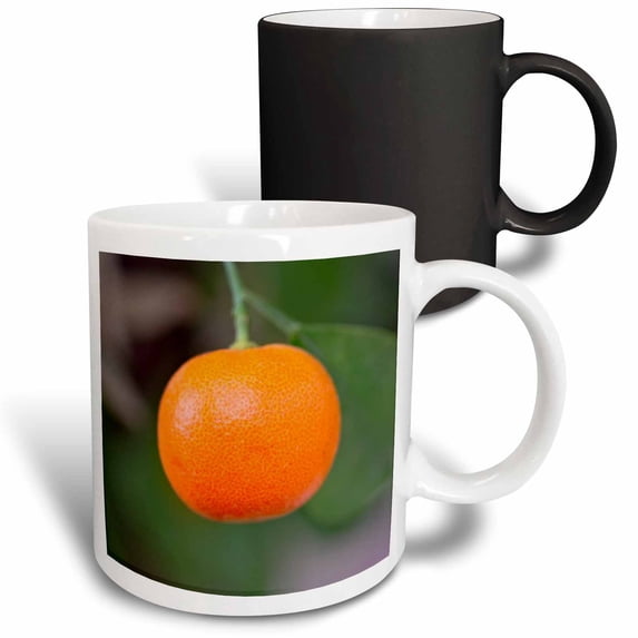 3drose, Photo of an Orange Tangerine or Mandarin Fruit on a Tree, 11oz Magic Transforming Mug