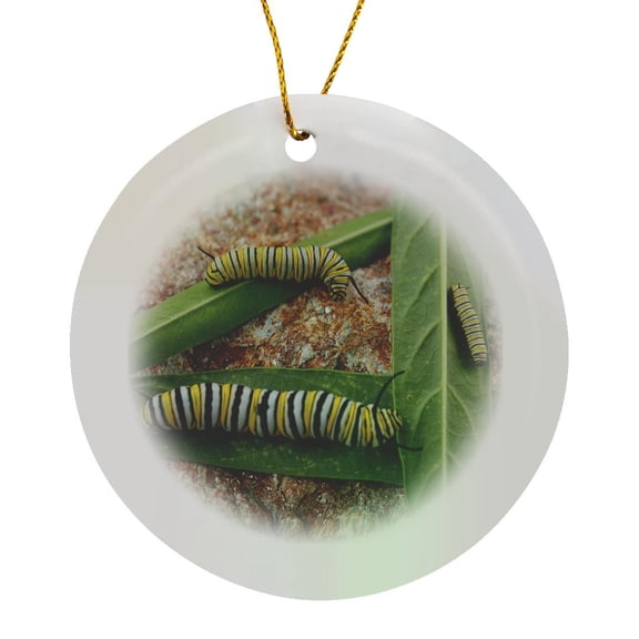 3drose, Photo of Different Stages of Monarch Caterpillars on Milkweed Leaves., Circle Porcelain Ornament