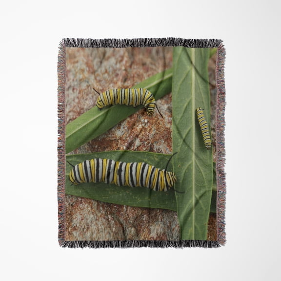 Photo Of Different Stages Of Monarch Caterpillars On Milkweed Leaves., Woven Blanket