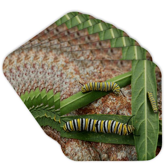 3drose, Photo of Different Stages of Monarch Caterpillars on Milkweed Leaves., Set of 8 Coasters - Soft