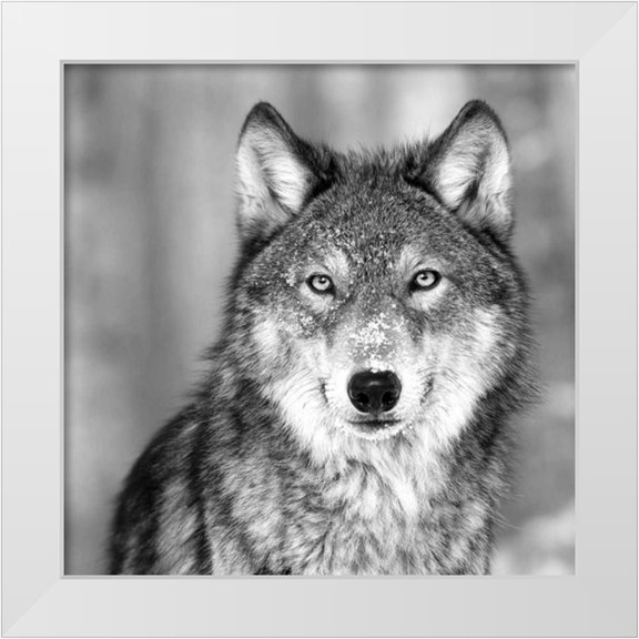 PhotoINC Studio 12x12 White Modern Wood Framed Museum Art Print Titled - Wolf