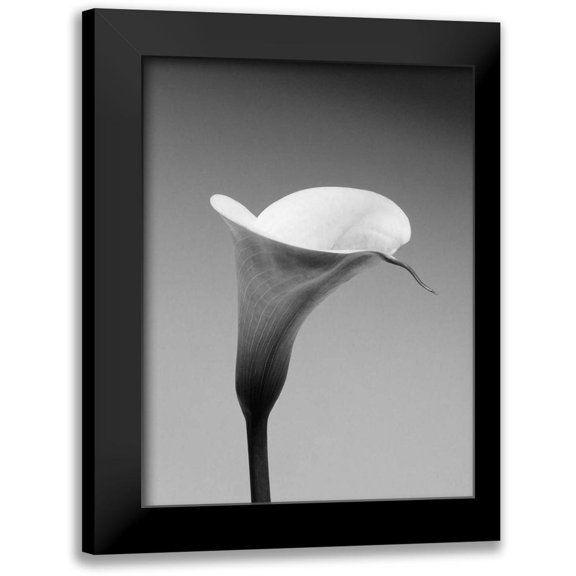 PhotoINC Studio 12x14 Black Modern Framed Museum Art Print Titled - Calla No. 3