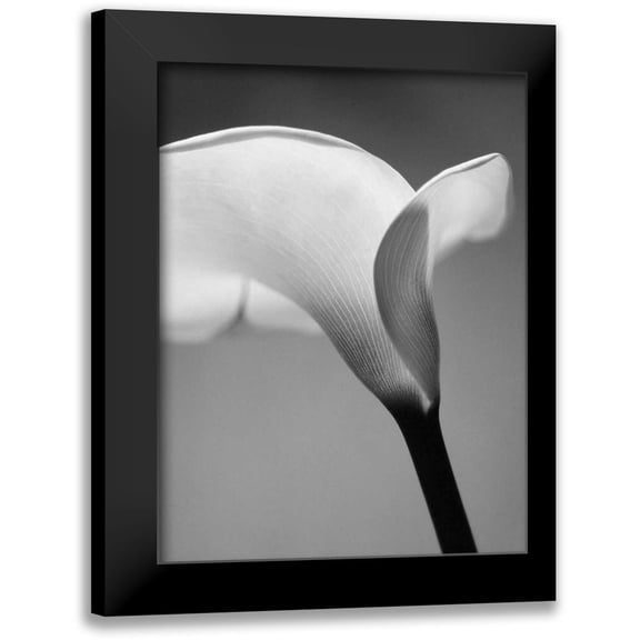 PhotoINC Studio 12x14 Black Modern Framed Museum Art Print Titled - Calla No. 6