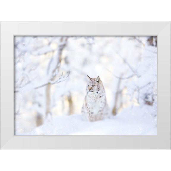 PhotoINC Studio 14x11 White Modern Wood Framed Museum Art Print Titled - Snow lynx