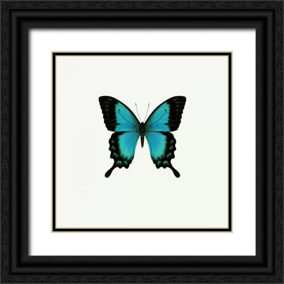 PhotoINC Studio 15x15 Black Ornate Wood Framed with Double Matting Museum Art Print Titled - Blue Butterfly