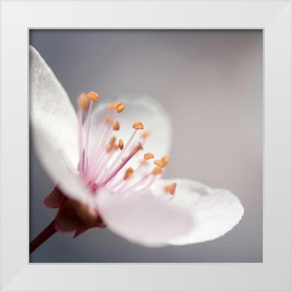 PhotoINC Studio 15x15 White Modern Wood Framed Museum Art Print Titled - Cherry Flower 1