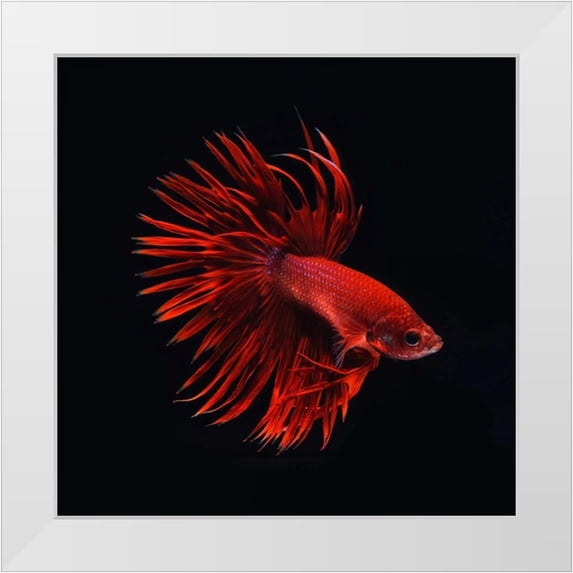 PhotoINC Studio 15x15 White Modern Wood Framed Museum Art Print Titled - Red Betta Fish