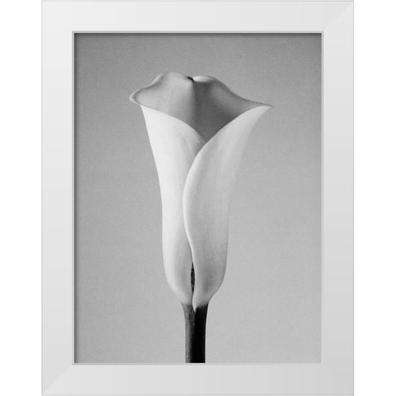 PhotoINC Studio 19x24 White Modern Wood Framed Museum Art Print Titled - Calla No. 1