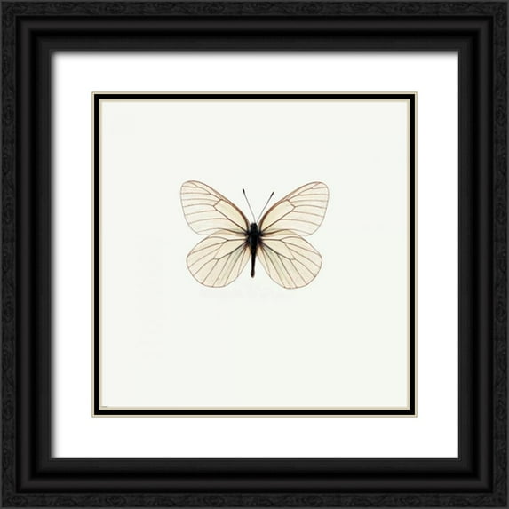 PhotoINC Studio 20x20 Black Ornate Wood Framed with Double Matting Museum Art Print Titled - White Butterfly