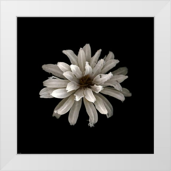 PhotoINC Studio 20x20 White Modern Wood Framed Museum Art Print Titled - All White