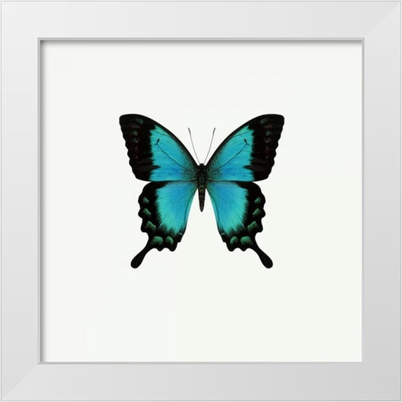 PhotoINC Studio 20x20 White Modern Wood Framed Museum Art Print Titled - Blue Butterfly