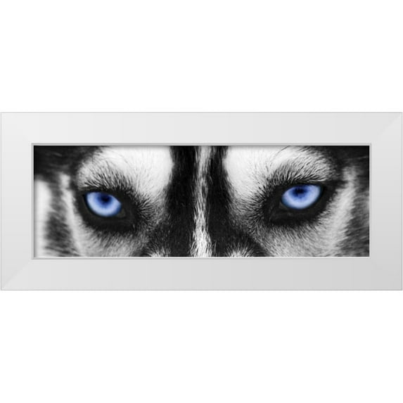 PhotoINC Studio 24x11 White Modern Wood Framed Museum Art Print Titled - Husky