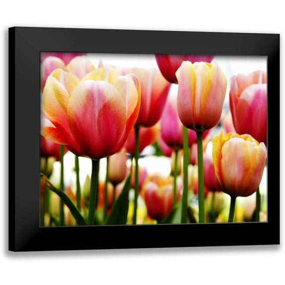 PhotoINC Studio 24x19 Black Modern Framed Museum Art Print Titled - Tulip