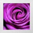 thumbnail image 1 of PhotoINC Studio 26x26 White Modern Wood Framed Museum Art Print Titled - Purple Rose, 1 of 4