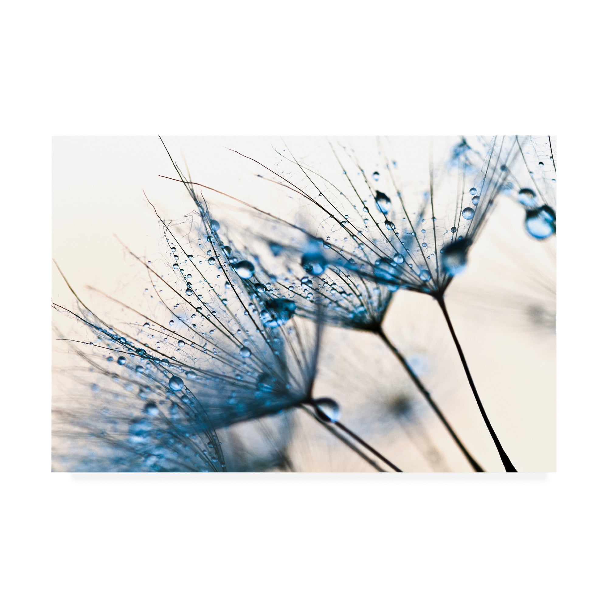 Mystic Blue Dandelion Water Droplets Canvas Print 30x47