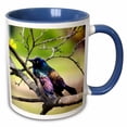 thumbnail image 1 of 3drose, Photograph of a Colorful Common Grackle Sitting Among the Branches., 15oz Two-tone Blue Mug, 1 of 6