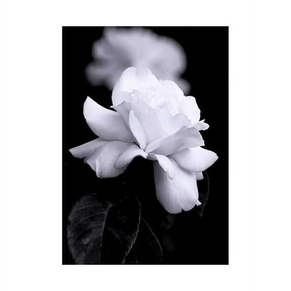 Photograph of a White Rose Flower Bloom Petals Greyscale Floral Nature Black and White Picture Unframed Art Print Poster Wall Decor 12x16 inch