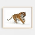 thumbnail image 1 of Photograph of a tiger in the snow 02 - Photography Tiger Animal Wildlife Snow Nature Winter Wilderness Oak Framed Wall Art Print 24 x 36 inches, 1 of 6