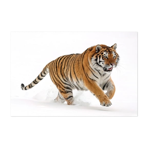 Photograph of a tiger in the snow 02 - Photography Tiger Animal Wildlife Snow Nature Winter Wilderness Unframed Wall Art Print 32 x 48 inches