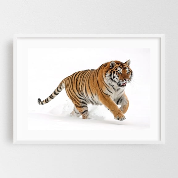 Photograph of a tiger in the snow 02 - Photography Tiger Animal Wildlife Snow Nature Winter Wilderness White Framed Wall Art Print 5 x 7 inches