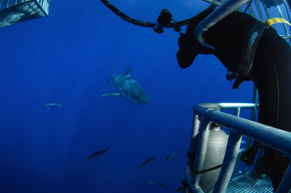 Photographer taking a picture of a great white shark Canvas Art - Todd WinnerStocktrek Images (35 x 23)