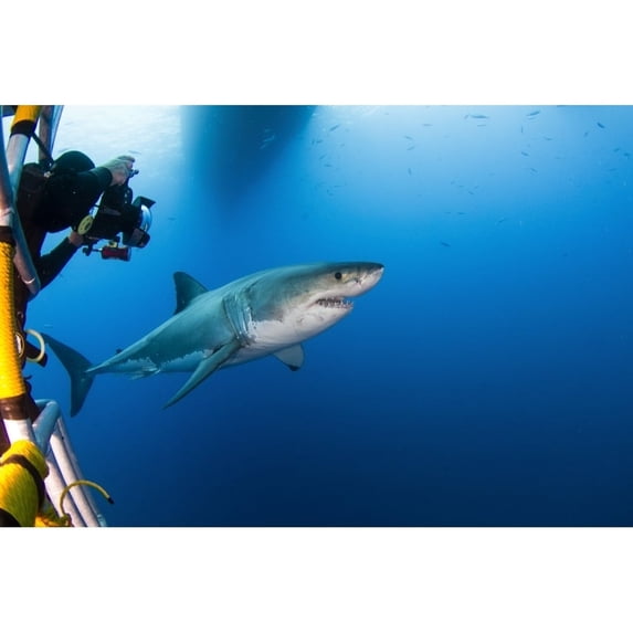 Photographer taking a picture of a male great white shark Poster Print